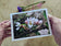 Greeting / Note Cards with Envelopes Featuring Apple Tree Flowers with Raindrops | Original Macro Photography | Blank 4 Cards Set – 4.5”x6.25”, 5.5”x8.5” | Nature Lover Gift