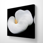 White Lily Flower Wrapped Canvas Print | Authentic Nature Closeup Photography | Modern Wall Art for Home Office Décor | Horizontal Picture