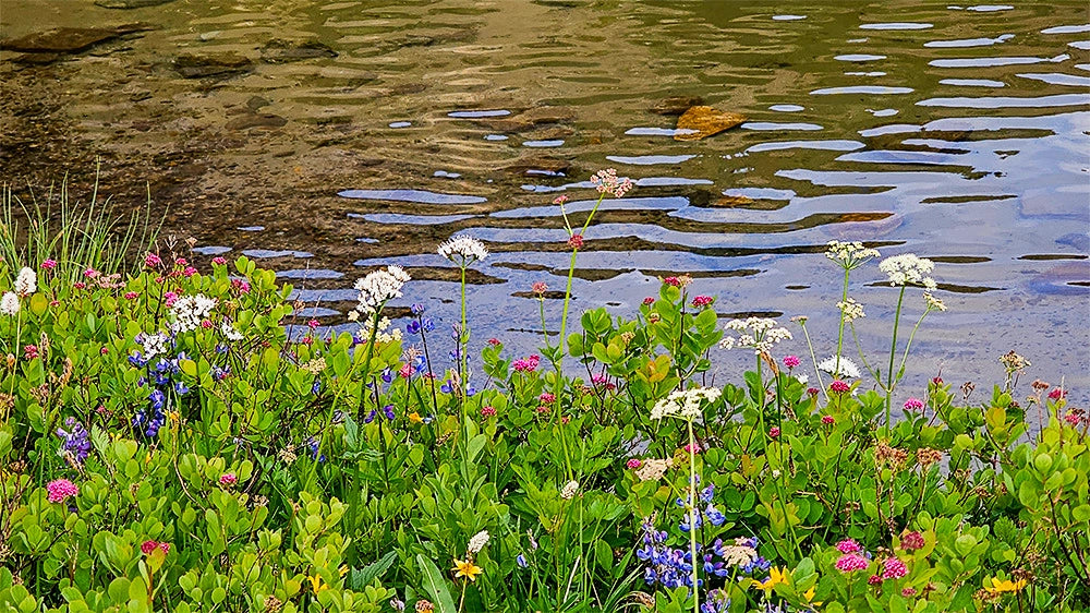 &quot;Seasons Versatility&quot; - Nature&#39;s Beauty Through Every Season