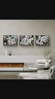 White Star Magnolia with Raindrops Nature Macro Photography Canvas Set | 3 Horizontal Prints | Botanical Wall Art