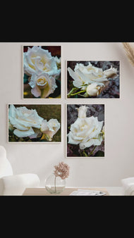 Pale Cream White Rose Canvas Prints Set of 4 | Authentic Nature Closeup Photography | Unframed Botanical Wall Art | Modern Home Office Decor | Vertical & Horizontal Orientations