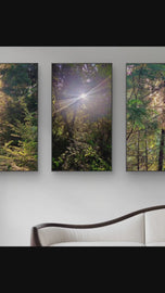Forest Trees in Sunset | Authentic Nature Photography Prints Set of 3 | Vertical Unframed Canvas | Biophilic Wall Art