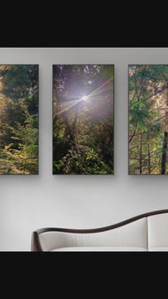 Forest Trees in Sunset | Authentic Nature Photography Prints Set of 3 | Vertical Unframed Canvas | Biophilic Wall Art