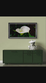 White Arum Lily with Raindrops | Authentic Nature Closeup Photography | Unframed Canvas Horizontal Print | Biophilic Wall Art Style