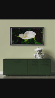 White Arum Lily with Raindrops | Authentic Nature Closeup Photography | Unframed Canvas Horizontal Print | Biophilic Wall Art Style