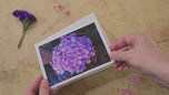 Greeting / Note Cards with Envelopes Featuring Vibrant Hydrangea Blossoms Original Photography | Blank 4 Cards Set 6.25x4.5 in, 8.5x5.5 in