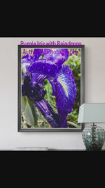 Kissed by Rain — Siberian Iris Macro Photography | Unframed Canvas Print | Purple Floral Wall Art