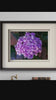 Purple Hydrangea Blossom | Authentic Closeup Photography Print | Unframed Canvas Horizontal Print | Biophilic Floral Wall Art