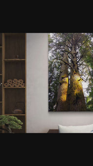 Forest Trees in Golden Sunset | Authentic Nature Closeup Photography | Gallery Wrapped Canvas Vertical Print | Biophilic Wall Art Decor
