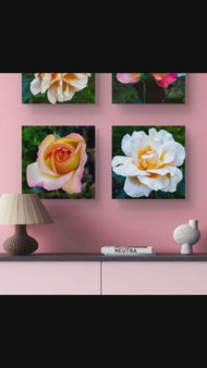 Vibrant Rose Flowers Set of 4 Square Prints | Authentic Nature Closeup Photography | Unframed Canvas Wall Art Collection | Modern Home Office Decor