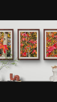 Autumn Vibrant Trees - Authentic Closeup Photography - 3 Piece Vertical Unframed Canvas Print Set - Biophilic Fall Wall Art Decor