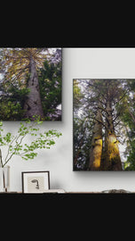 Forest Trees in Sunset Unframed Canvas Vertical Print Set of 2 | Authentic Nature Photography Wall Art | Biophilic Home Office Decor