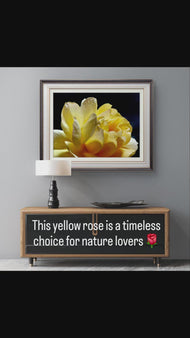 Yellow Rose Flower Raindrops Photography Print | Unframed Canvas Nature Macro Art | Modern Wall Decor Picture | Horizontal Botanical Home Art