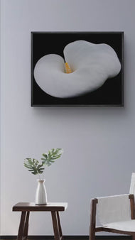 White Lily Flower Wrapped Canvas Print | Authentic Nature Closeup Photography | Modern Wall Art for Home Office Décor | Horizontal Picture