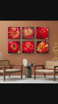 Red Dahlia with Raindrops Nature Macro Photography Canvas Set | 6 Square Prints | Botanical Wall Art