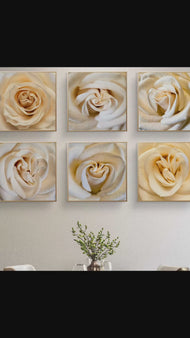 Pale Yellow Rose Canvas Prints Set of 6 - Authentic Nature Closeup Photography - Unframed Square Botanical Wall Art - Biophilic Home Office Decor - Modern Floral Art