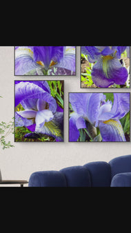 Purple Iris Canvas Print Set of 4 | Step Inside Spring's Most Dramatic Bloom | Authentic Macro Photography | Biophilic Horizontal & Vertical Wall Art