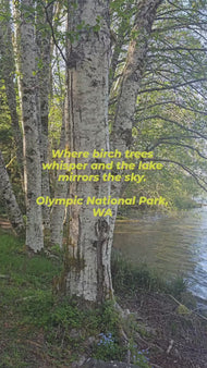 Tranquil Birch Trees by Mountain Lake | Authentic Nature Photography | Vertical Gallery Wrapped Canvas | Living Room, Office, or Cabin Wall Art