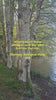 Tranquil Birch Trees by Mountain Lake | Authentic Nature Photography | Vertical Gallery Wrapped Canvas | Living Room, Office, or Cabin Wall Art
