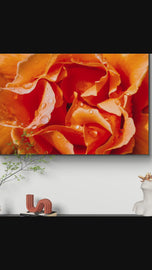 Orange Rose Petals with Raindrops - Authentic Macro Photography - Unframed Canvas Horizontal Print - Biophilic Style Wall Art Decor