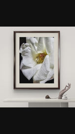 White Rose Canvas Art "The Bloom of Grace" | A Story of Resilience & Second Chances | Authentic Miracle Garden Photography | Biophilic Vertical Wall Decor
