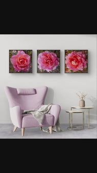 Pink Rose Flowers with Raindrops-Authentic Nature Macro Photography-Unframed Canvas Square 3 Prints Set-Modern Wall Art Home Décor Pictures