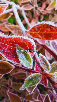 Winter Frost Covered Leaves Original Photography Greeting Cards | Blank Note Cards Set of 4 with Envelopes | 5" × 7" Canvas Paper