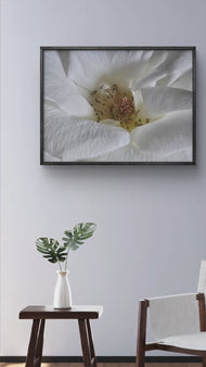 Bloom of Grace White Rose Framed Canvas Wall Art Ready to Hang | Black Pine Wood Frame | Garden Photography