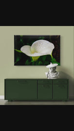 White Arum Lily with Raindrops Closeup Photography | Horizontal Gallery Wrapped Canvas Nature Wall Art for Biophilic Style Decor