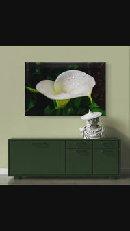 White Arum Lily with Raindrops Closeup Photography | Horizontal Gallery Wrapped Canvas Nature Wall Art for Biophilic Style Decor
