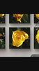 Yellow Roses in Sunlit Canvas Wall Art Square Set of 6 | Authentic Closeup Photography Unframed Prints | Biophilic Home Office Decor