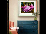 For Rose Lovers — Pink Rainy Roses Closeup Photography | Unframed Canvas Wall Art Set of 4 for Living Room