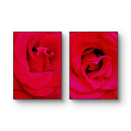 Red Rose Canvas Prints Set of 2 | Authentic Nature Closeup Photography |Unframed Vertical Botanical Wall Art | Modern Home Office Decor | Premium Floral Art Collection