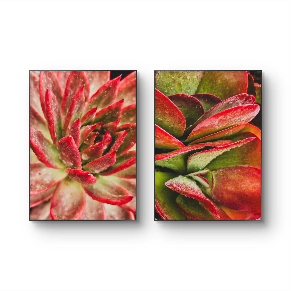 Red Succulent Canvas Wall Art Set of 2