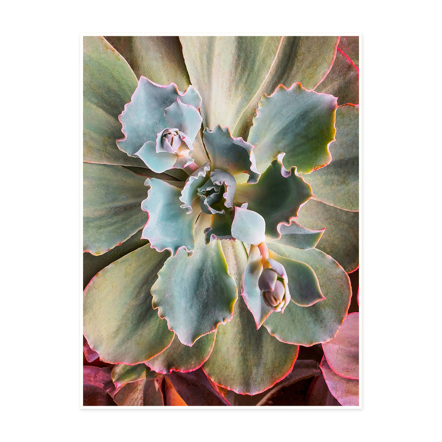 Sage Green Succulent Canvas Print