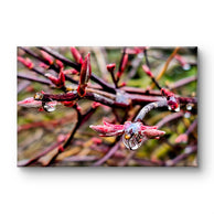 Spring Maple Branches with Raindrops – Tranquil Nature Macro Photography Print | Horizontal  Gallery Wrapped Large Canvas Wall Art