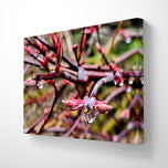Spring Maple Branches with Raindrops – Tranquil Nature Macro Photography Print | Horizontal  Gallery Wrapped Large Canvas Wall Art