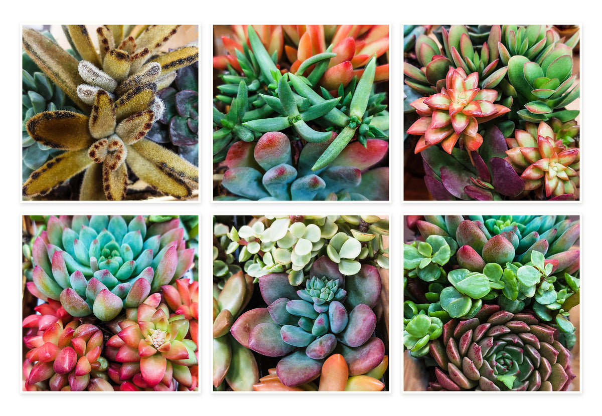 Succulent Canvas Wall Art Set of 6