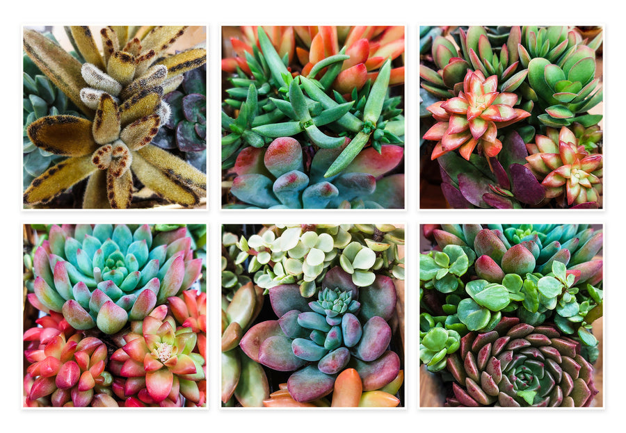 Succulent Canvas Wall Art Set of 6