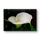White Arum Lily with Raindrops Closeup Photography | Horizontal Gallery Wrapped Canvas Nature Wall Art for Biophilic Style Decor