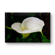 White Arum Lily with Raindrops Closeup Photography | Horizontal Gallery Wrapped Canvas Nature Wall Art for Biophilic Style Decor