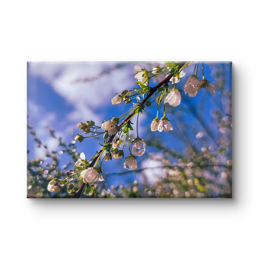 White Spring Blossom with Raindrops