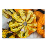 Fall Harvest Gourds Wrapping Paper | Authentic Nature Photography Gift Wrap | 3 Large Sheets | Autumn Thanksgiving Gift Wrap