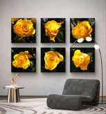 Yellow Roses in Sunlit Canvas Wall Art Square Set of 6 | Authentic Closeup Photography Unframed Prints | Biophilic Home Office Decor