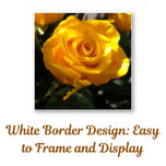 For Rose Lovers - Sunshine Yellow Roses Closeup Photography Square Prints | Unframed Canvas Wall Art Set of 6