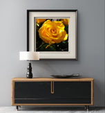 Yellow Roses in Sunlit Canvas Wall Art Square Set of 6 | Authentic Closeup Photography Unframed Prints | Biophilic Home Office Decor