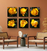 Yellow Roses in Sunlit Canvas Wall Art Square Set of 6 | Authentic Closeup Photography Unframed Prints | Biophilic Home Office Decor