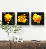Yellow Roses in Sunlit Canvas Wall Art Square Set of 6 | Authentic Closeup Photography Unframed Prints | Biophilic Home Office Decor