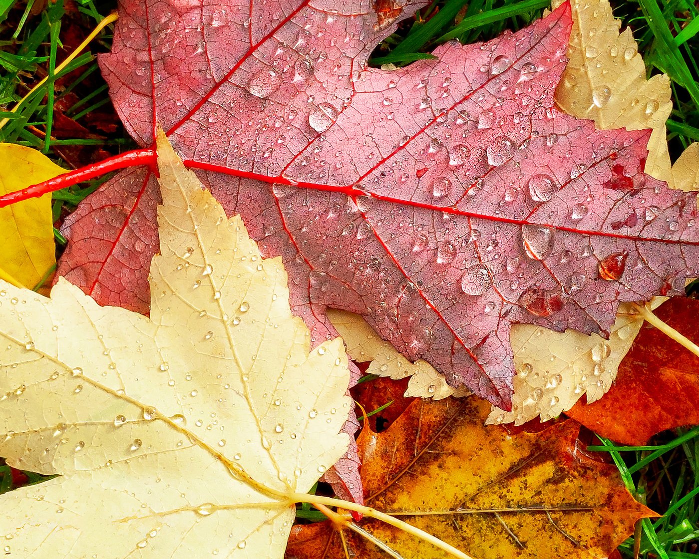 Red and yellow autumn leaves covered in raindrops, macro photograph by Martha Solo