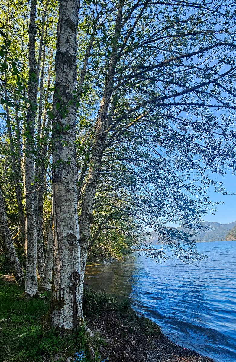Birch trees beside a calm mountain lake β nature photograph by Martha Solo